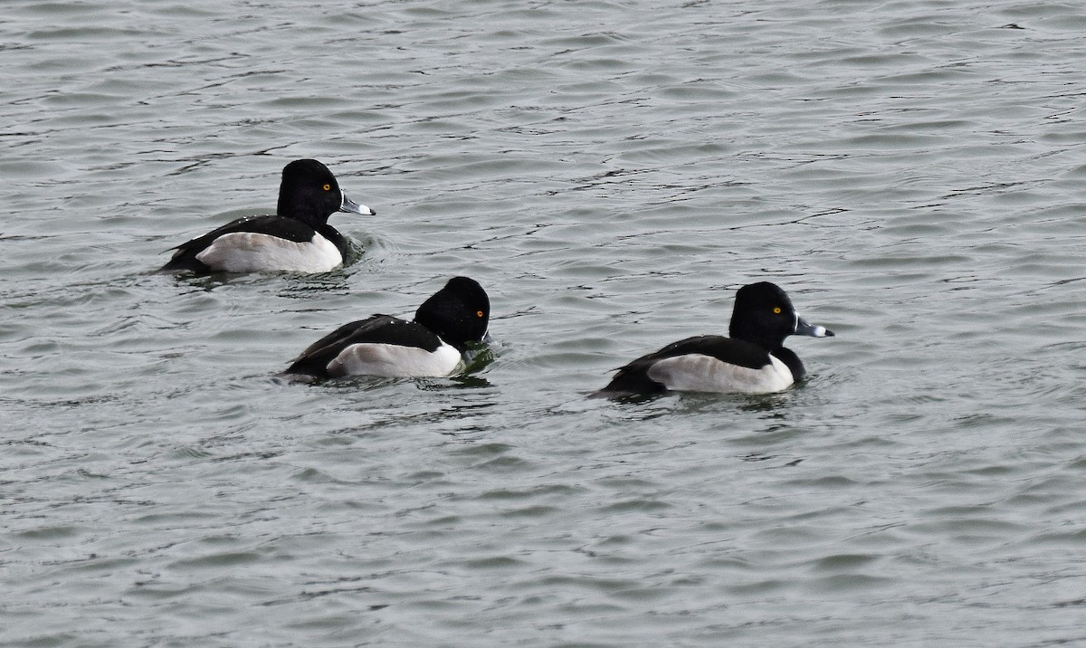 Кольчатая чернеть - ML646701739