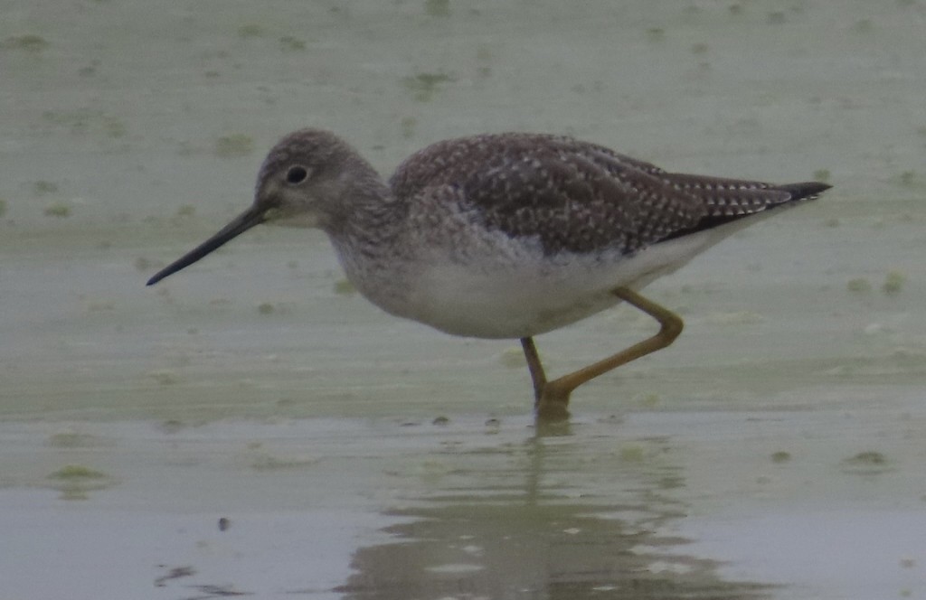 Коловодник строкатий - ML646701742