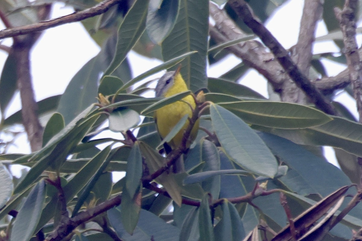 budníček šedohlavý - ML646701745