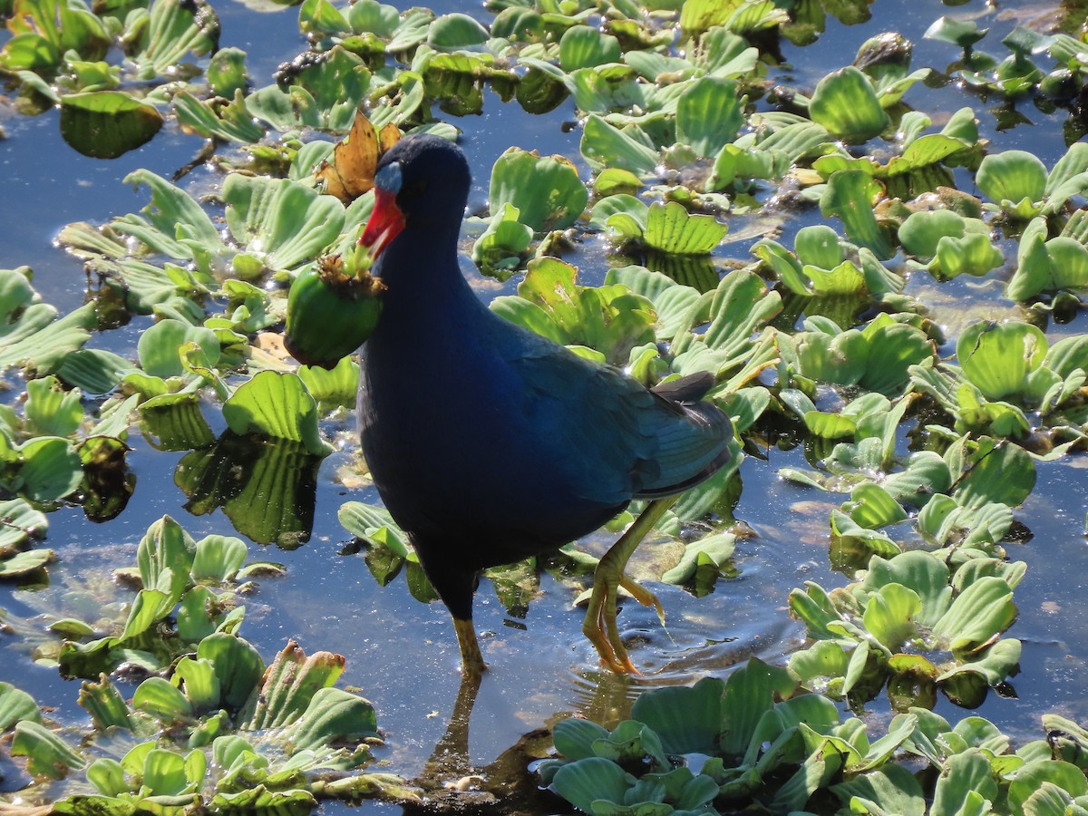 Zwergsultanshuhn - ML646701746