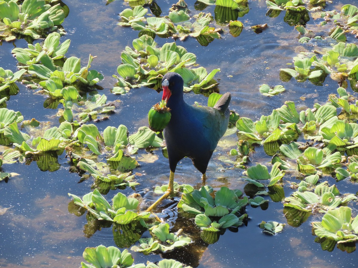 Zwergsultanshuhn - ML646701748