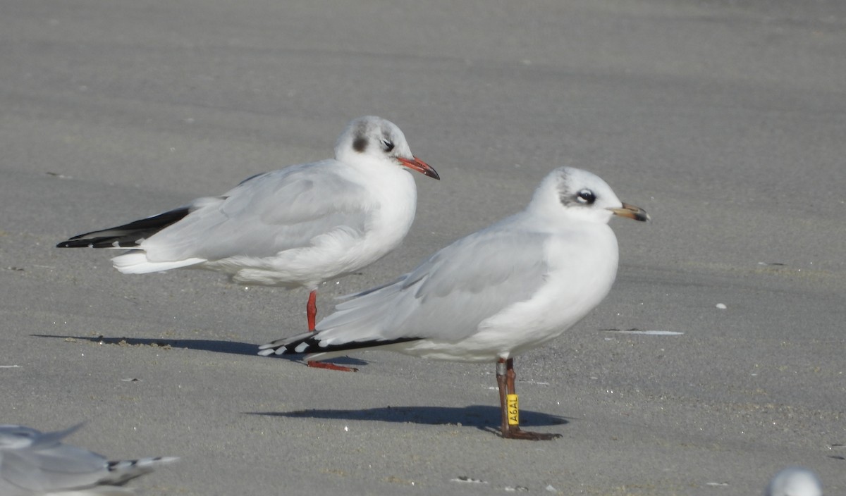 Mediterranean Gull - ML646701749