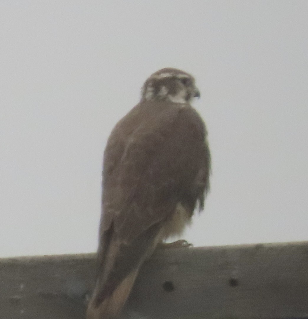 Сокіл прерієвий - ML646701750