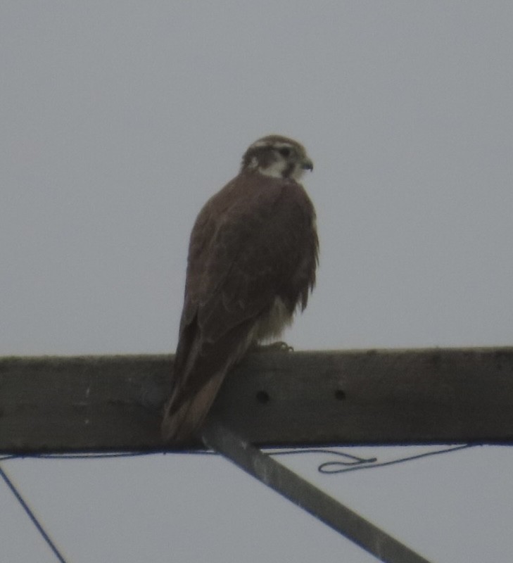 Сокіл прерієвий - ML646701751