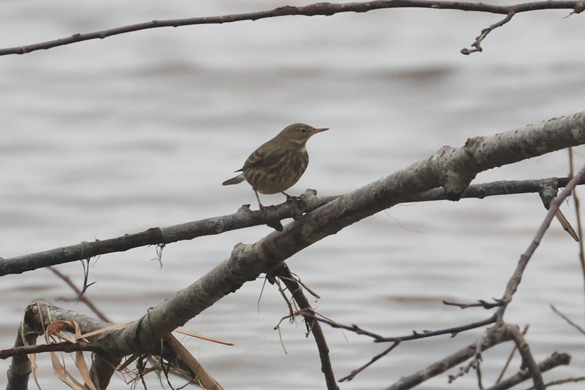 Rock Pipit - ML646701752