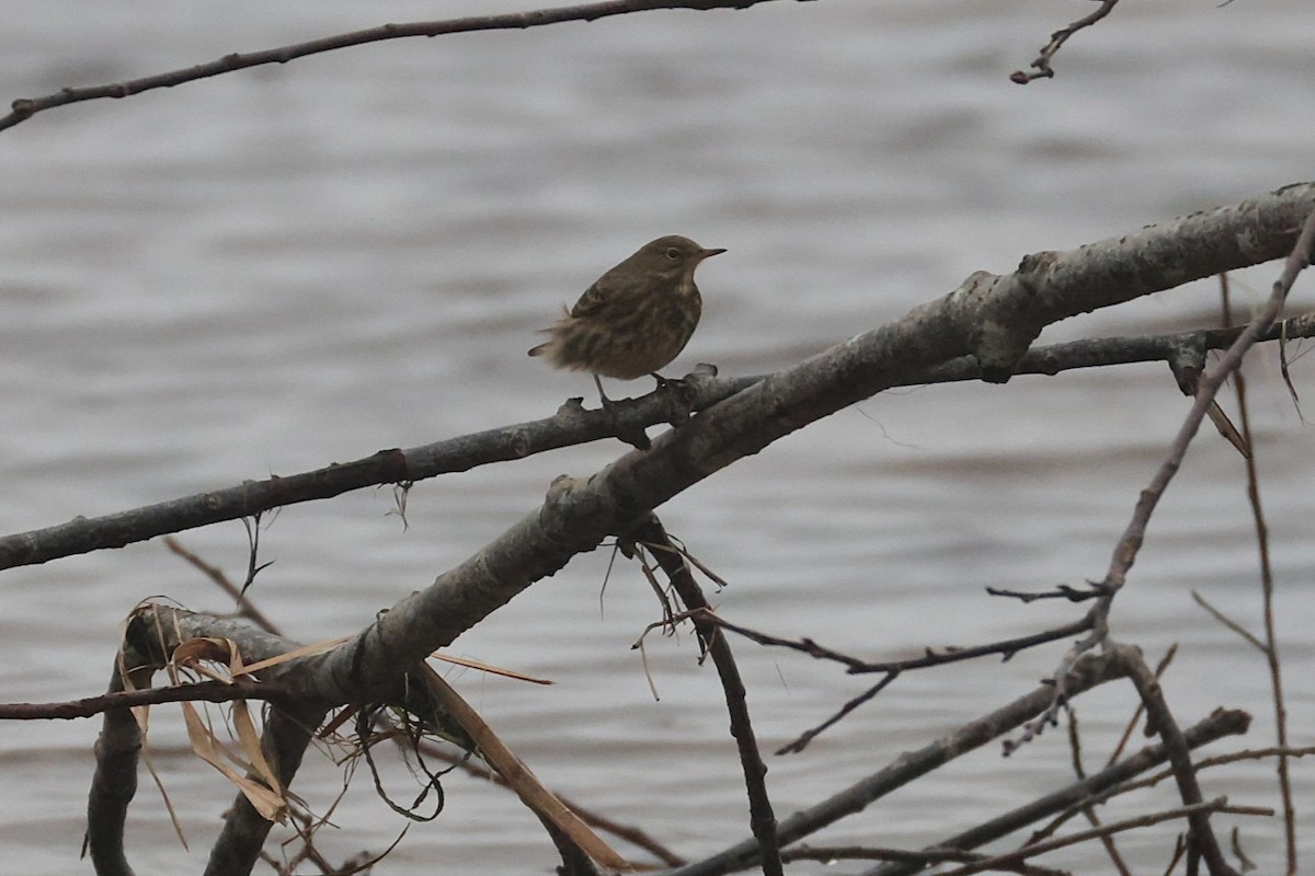 Rock Pipit - ML646701753