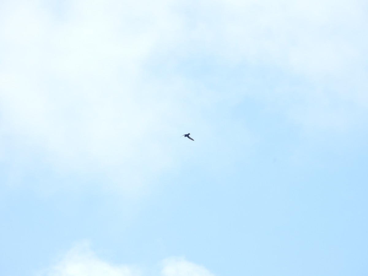 White-collared Swift - ML646701756