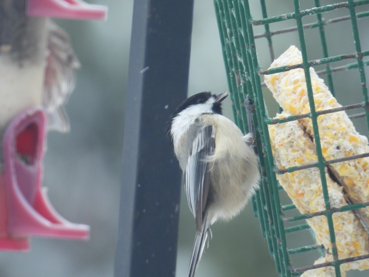 Black-capped Chickadee - ML646701758