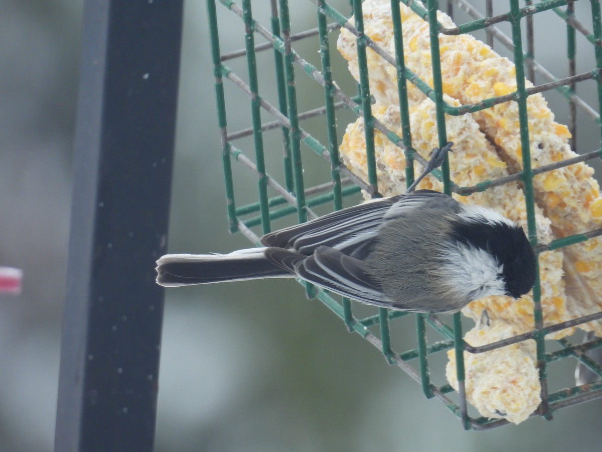 Black-capped Chickadee - ML646701759