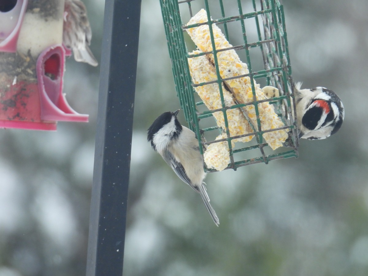 Mésange à tête noire - ML646701760