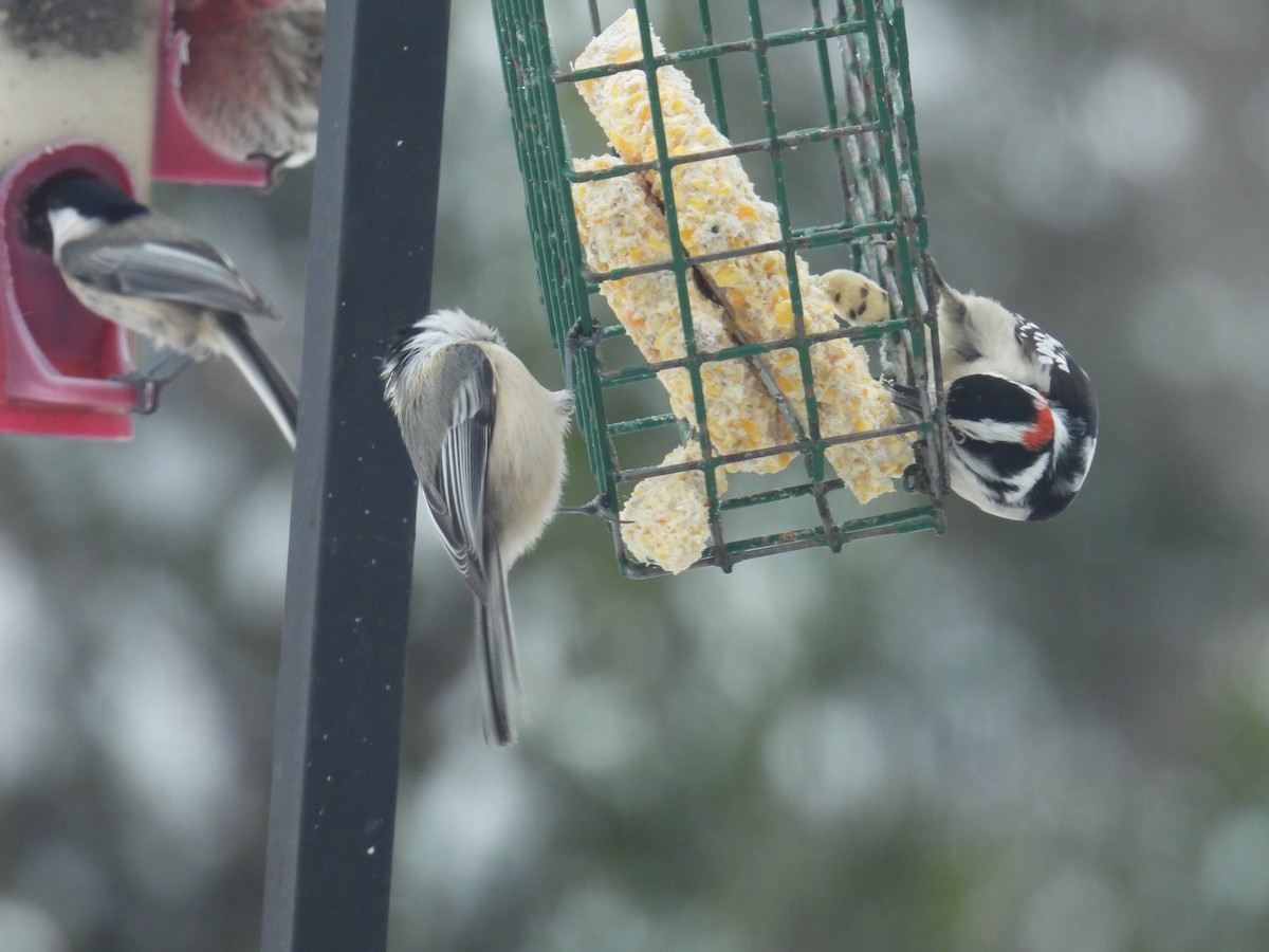 Mésange à tête noire - ML646701761