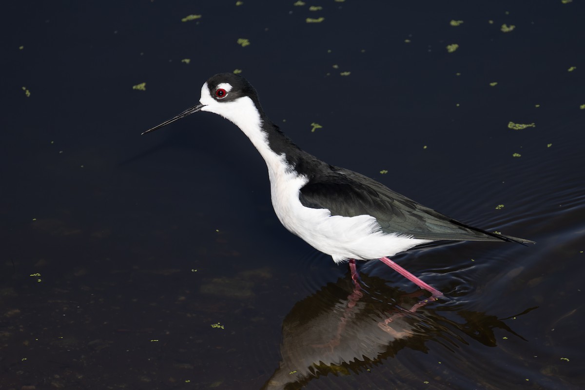 Black-necked Stilt - ML646701763