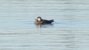 Black Scoter - ML646701766
