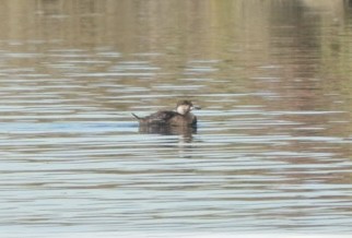 Black Scoter - ML646701767