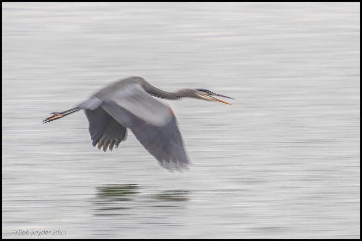 オオアオサギ - ML646701768