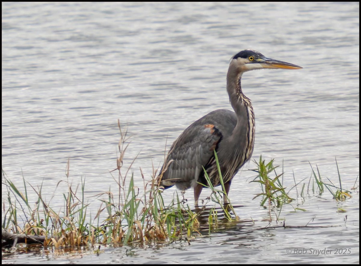 オオアオサギ - ML646701769