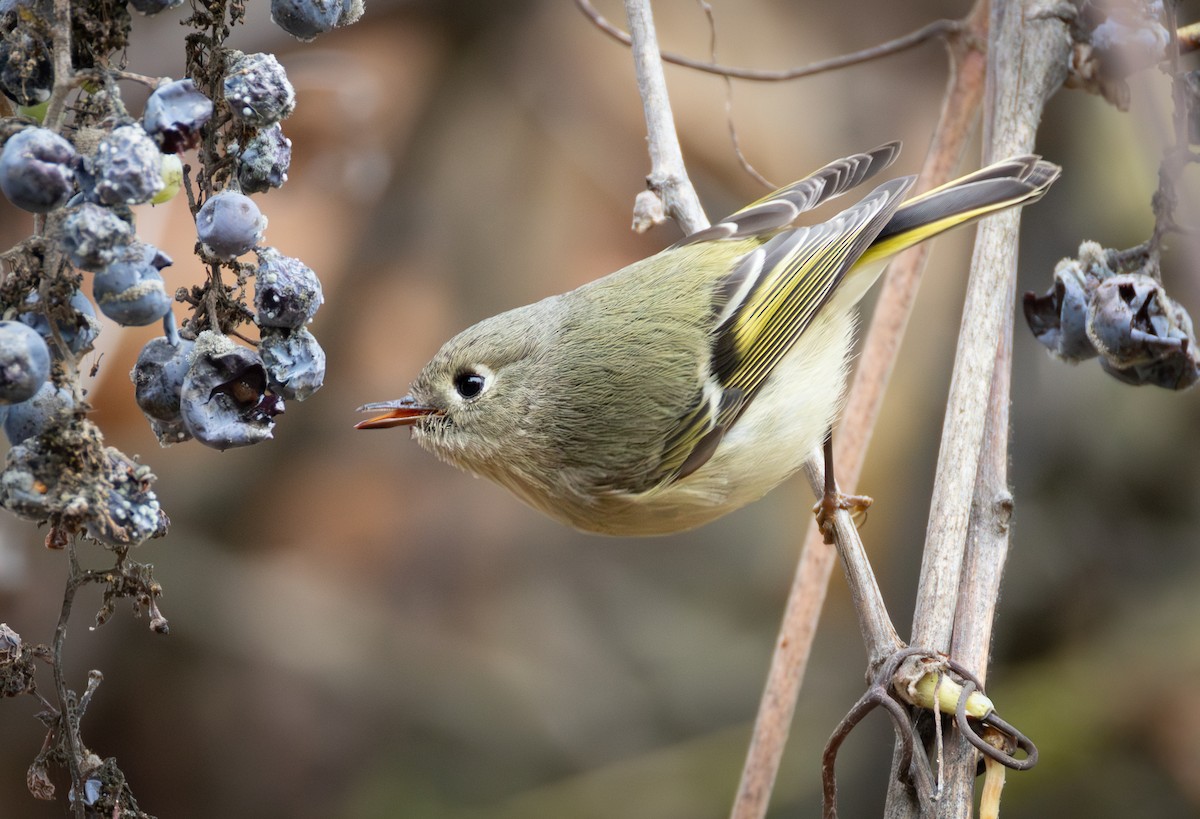 Ruby-crowned Kinglet - ML646701770