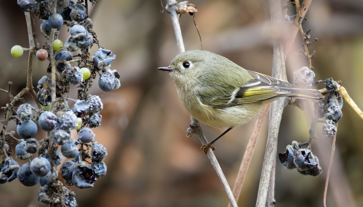Ruby-crowned Kinglet - ML646701772