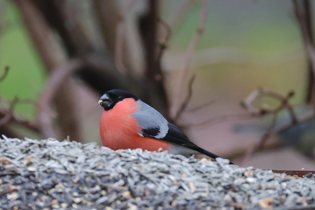 Eurasian Bullfinch - ML646701774