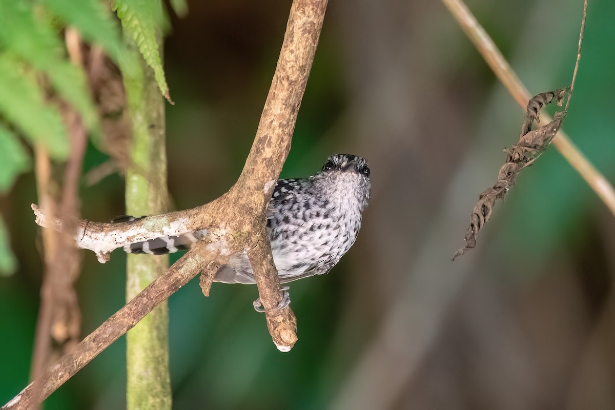 Scaled Antbird - ML646701775