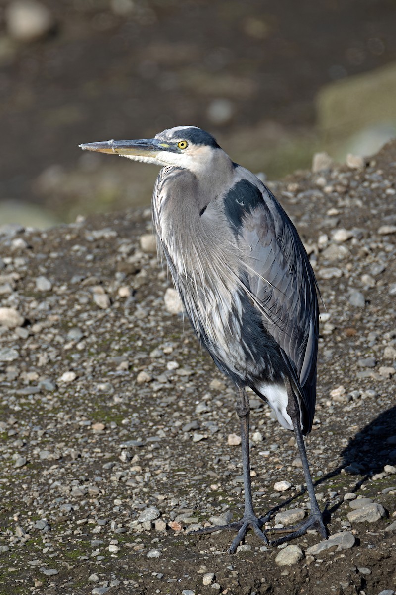 Great Blue Heron - ML646701777