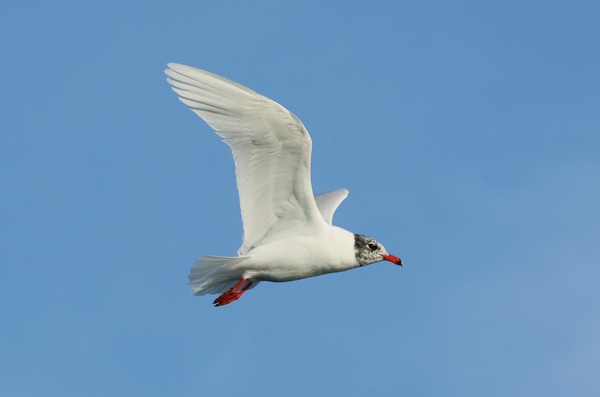 Mediterranean Gull - ML646701779