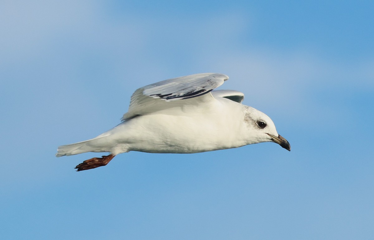 Mediterranean Gull - ML646701780