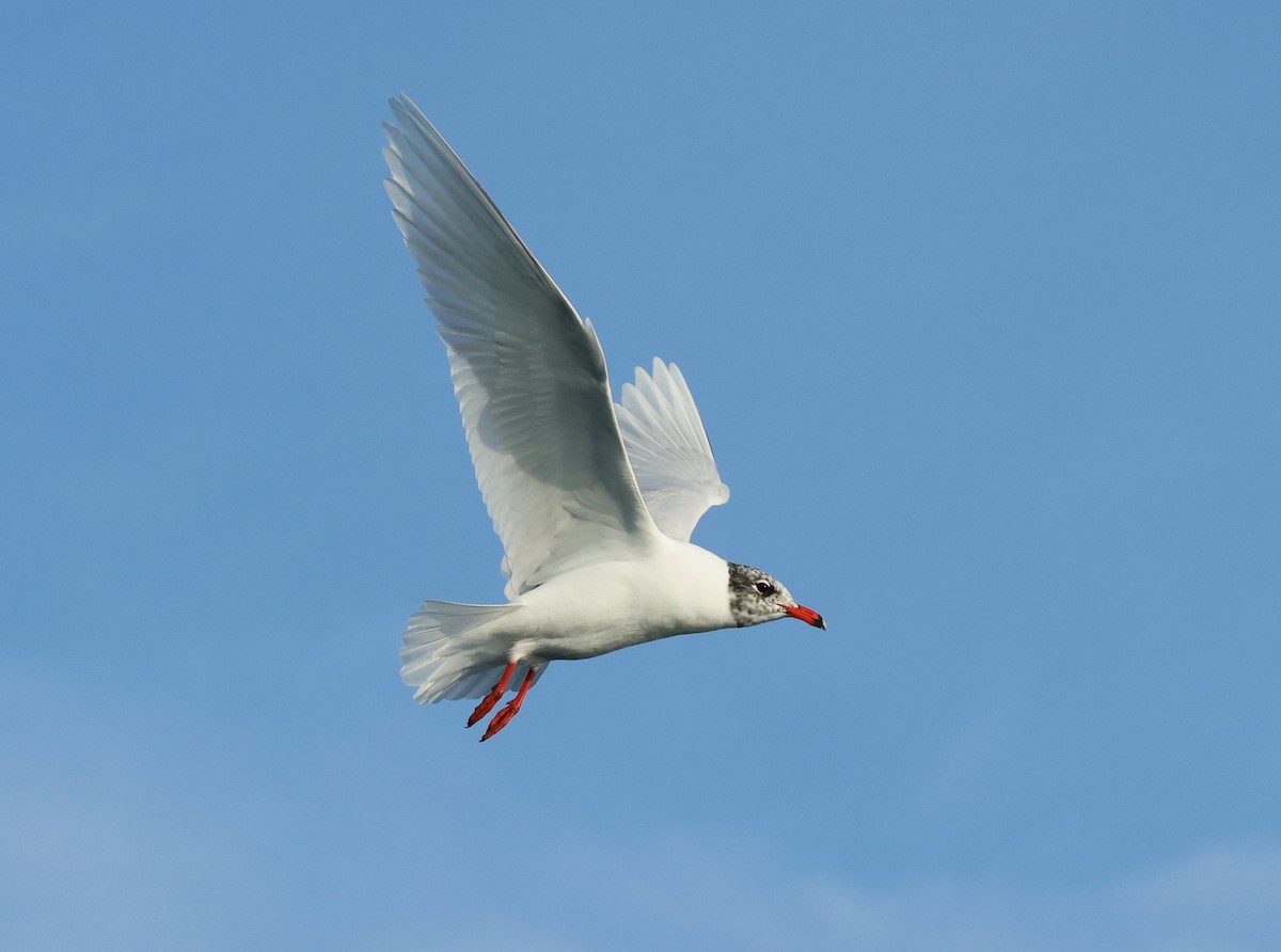 Mediterranean Gull - ML646701781