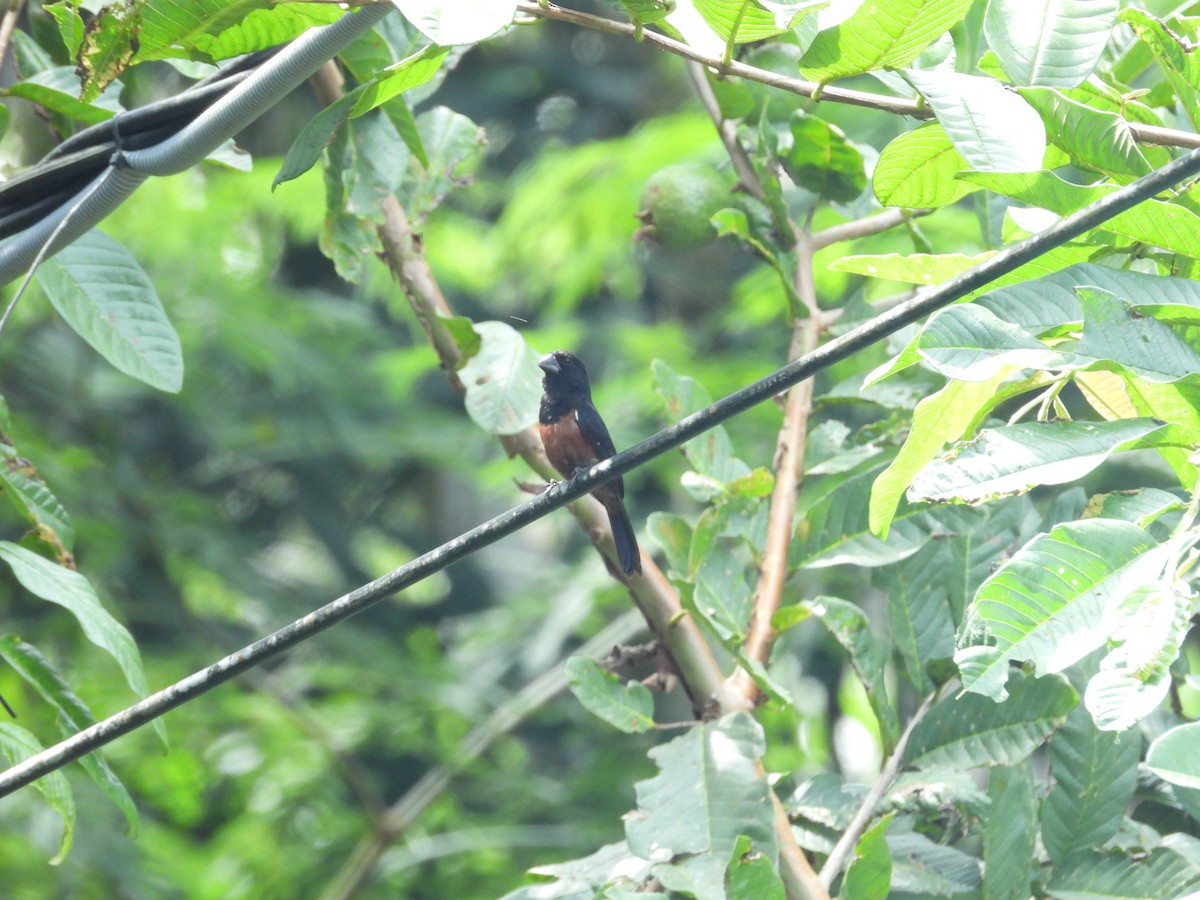 Chestnut-bellied Seed-Finch - ML646701782
