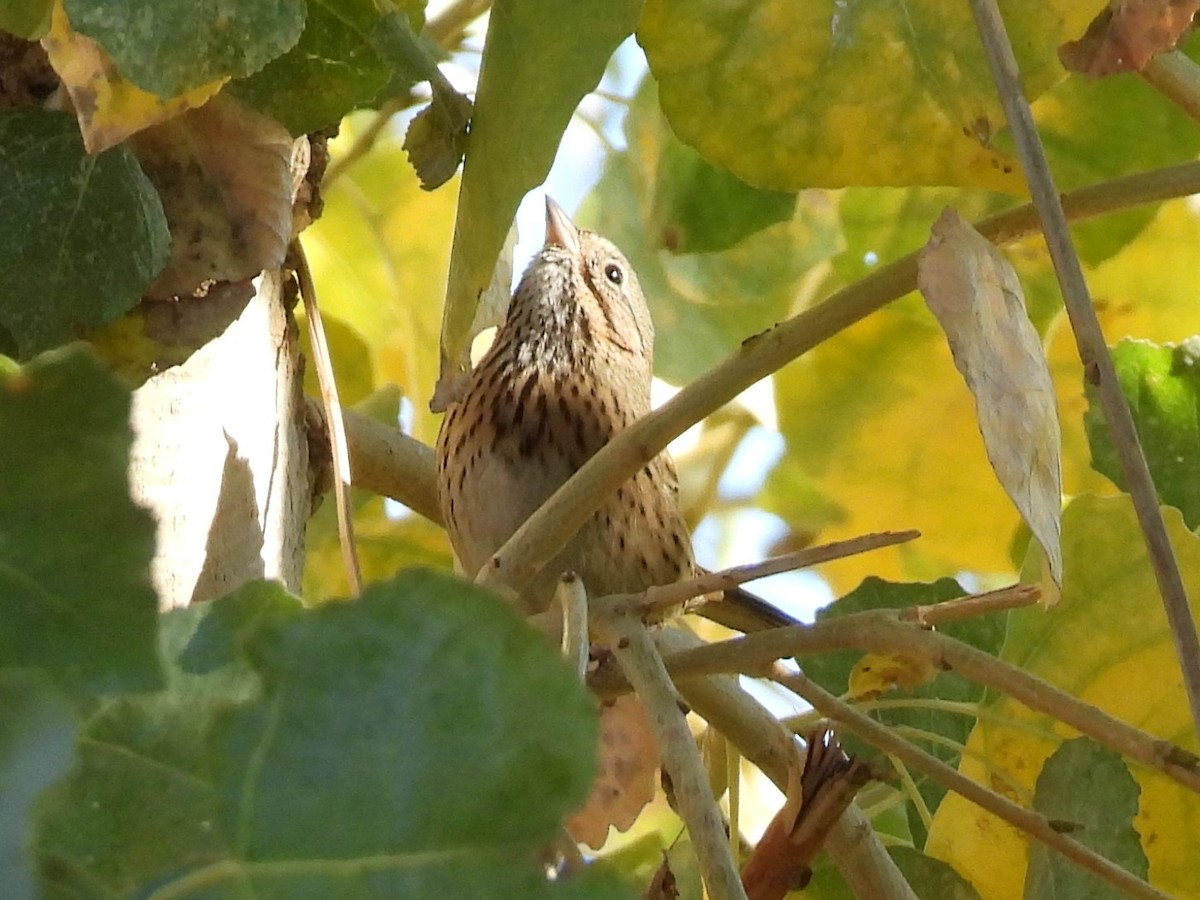 strnadec pruhohlavý - ML646701783