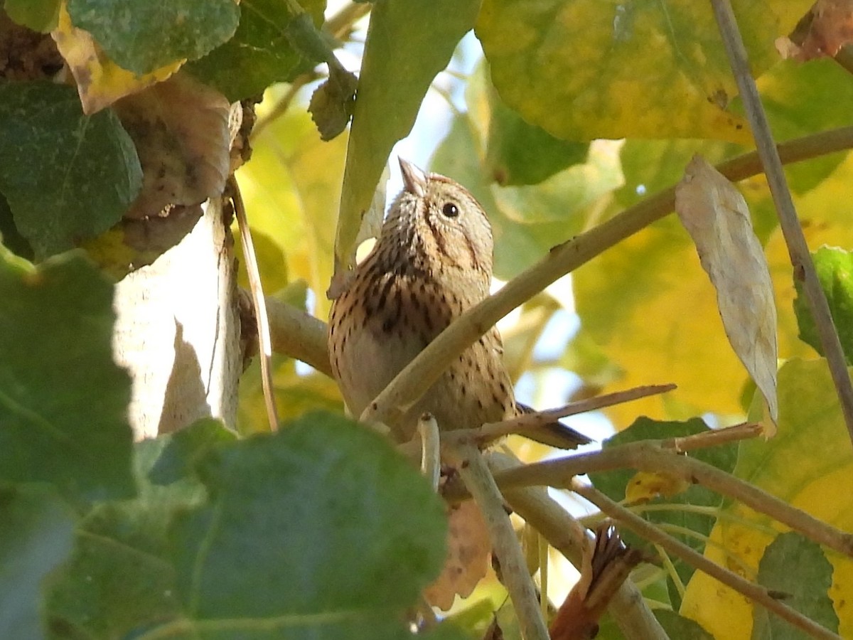 strnadec pruhohlavý - ML646701784