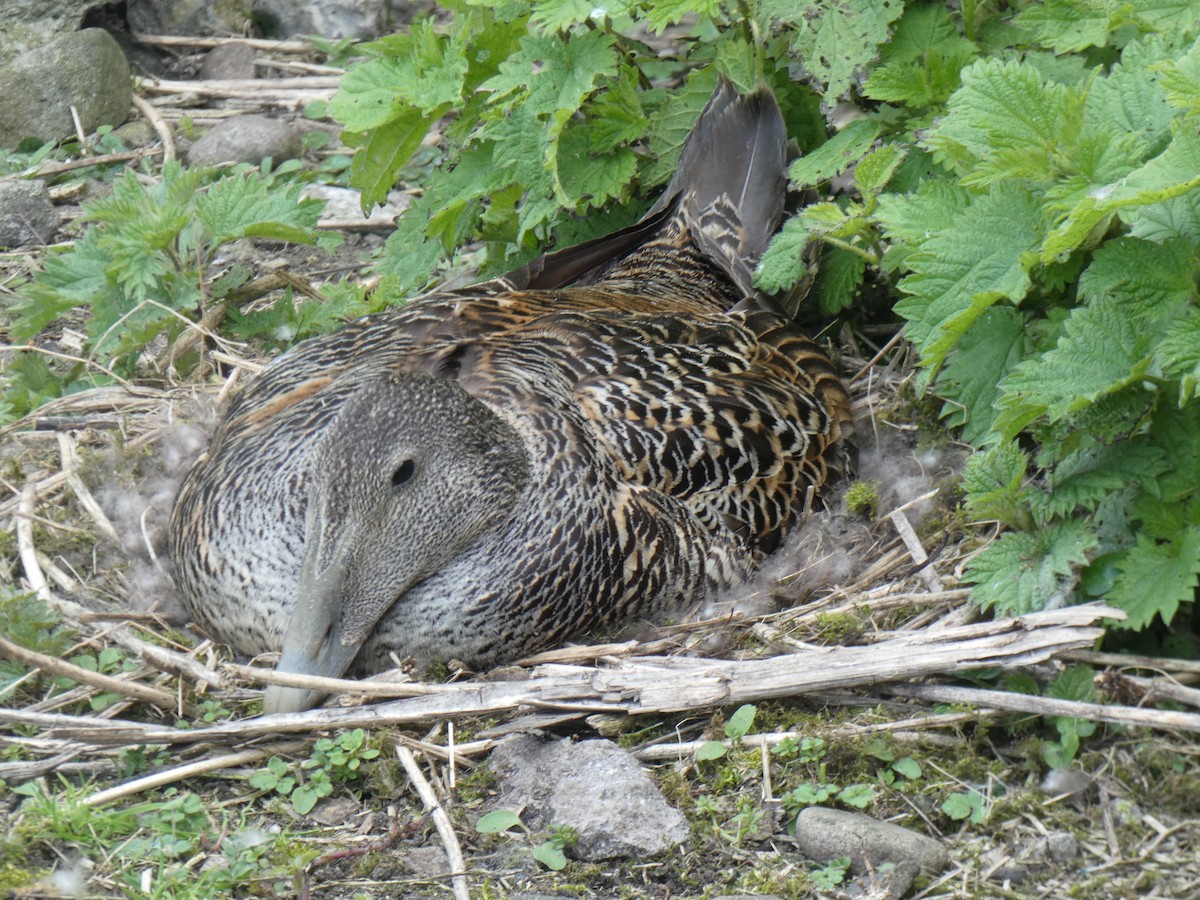 Eider à duvet - ML646701786