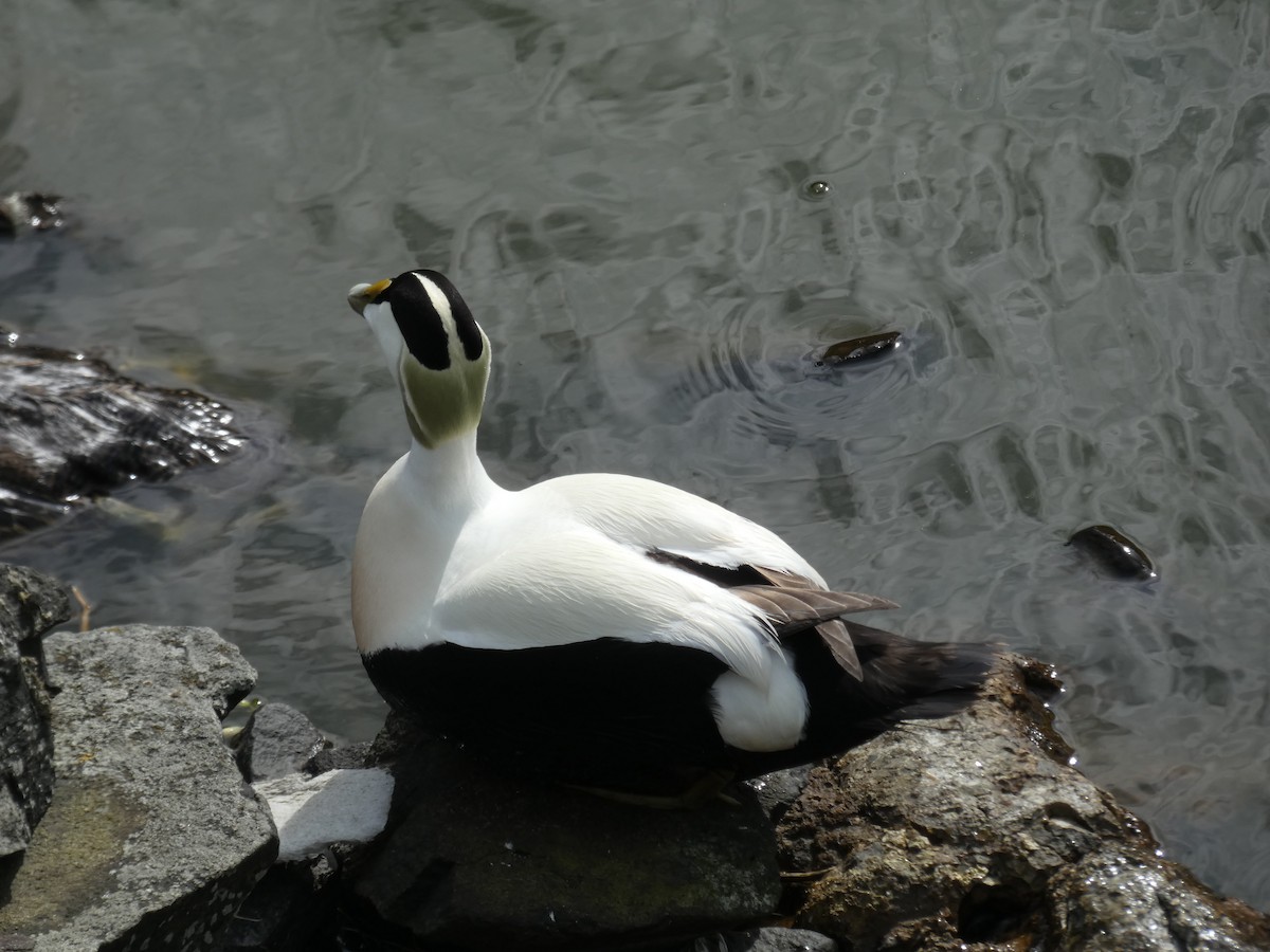 Eider à duvet - ML646701787