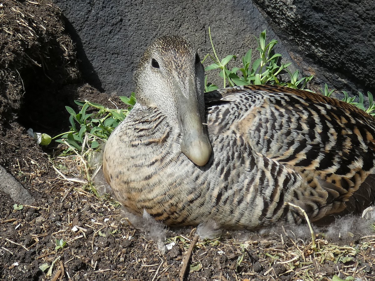 Eider à duvet - ML646701788