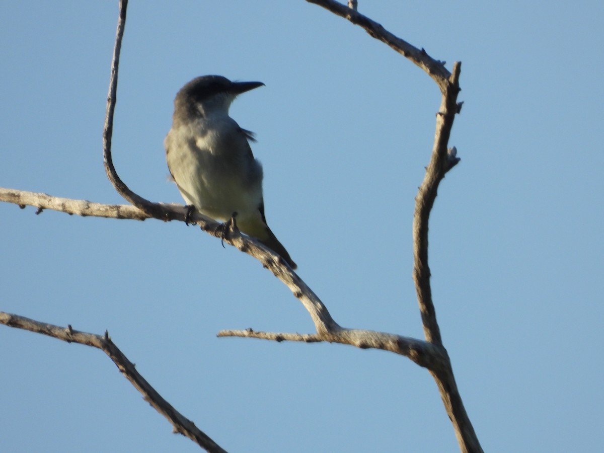 Tyran gris - ML646701789