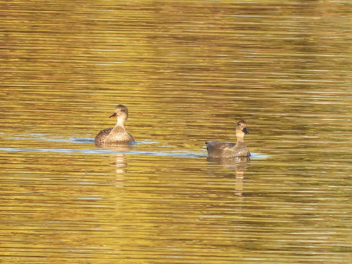 Boz Ördek - ML646701791