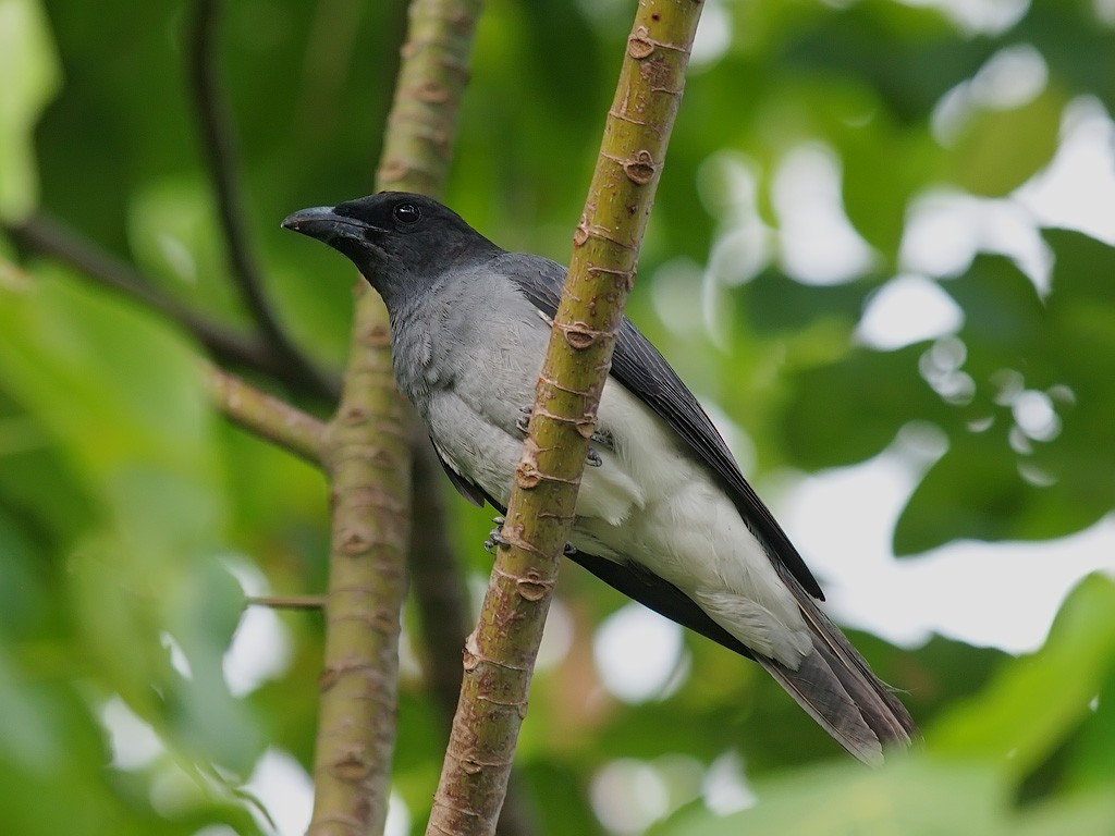 Échenilleur des Moluques - ML646701792