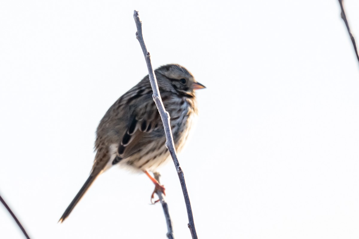 Bruant chanteur - ML646701793