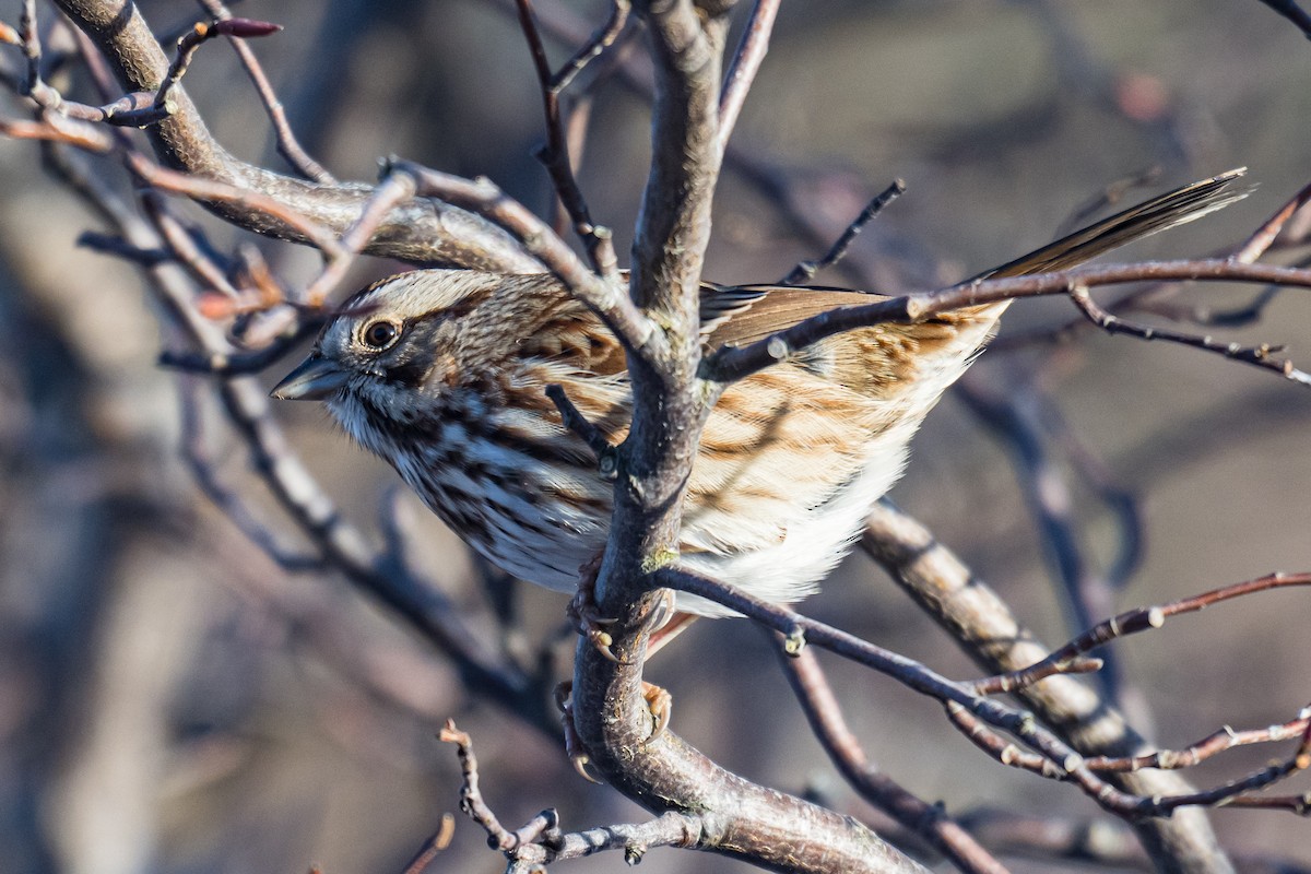 Bruant chanteur - ML646701794