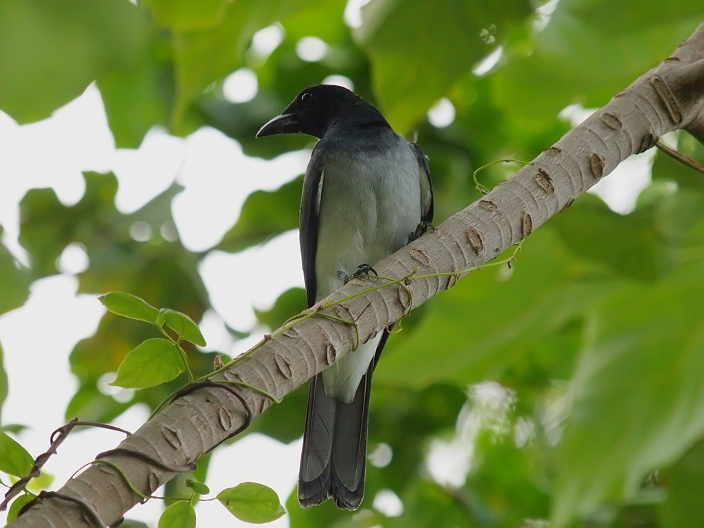 Échenilleur des Moluques - ML646701795
