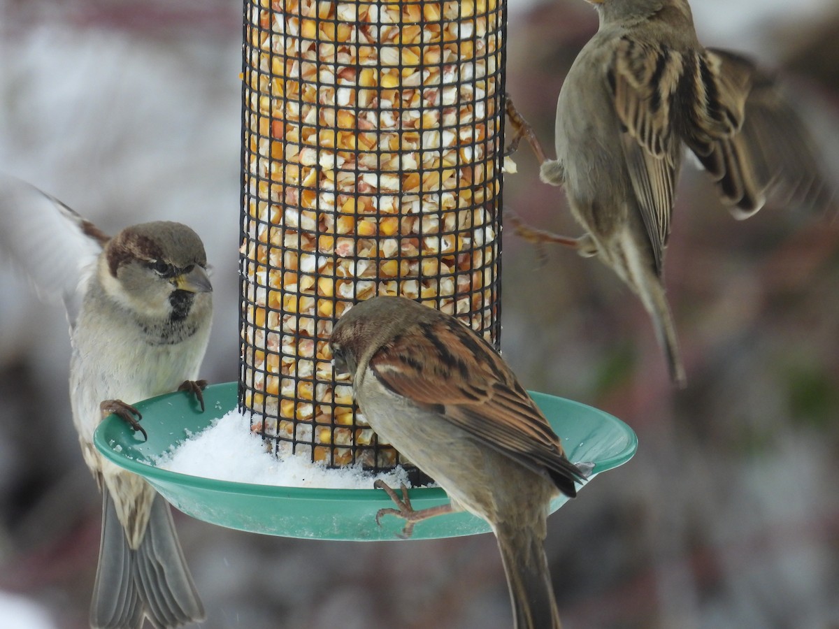 House Sparrow - ML646701798