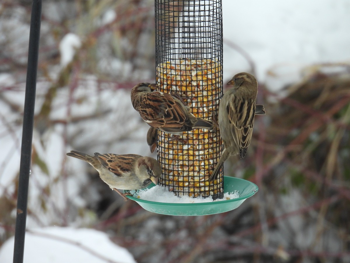 House Sparrow - ML646701799