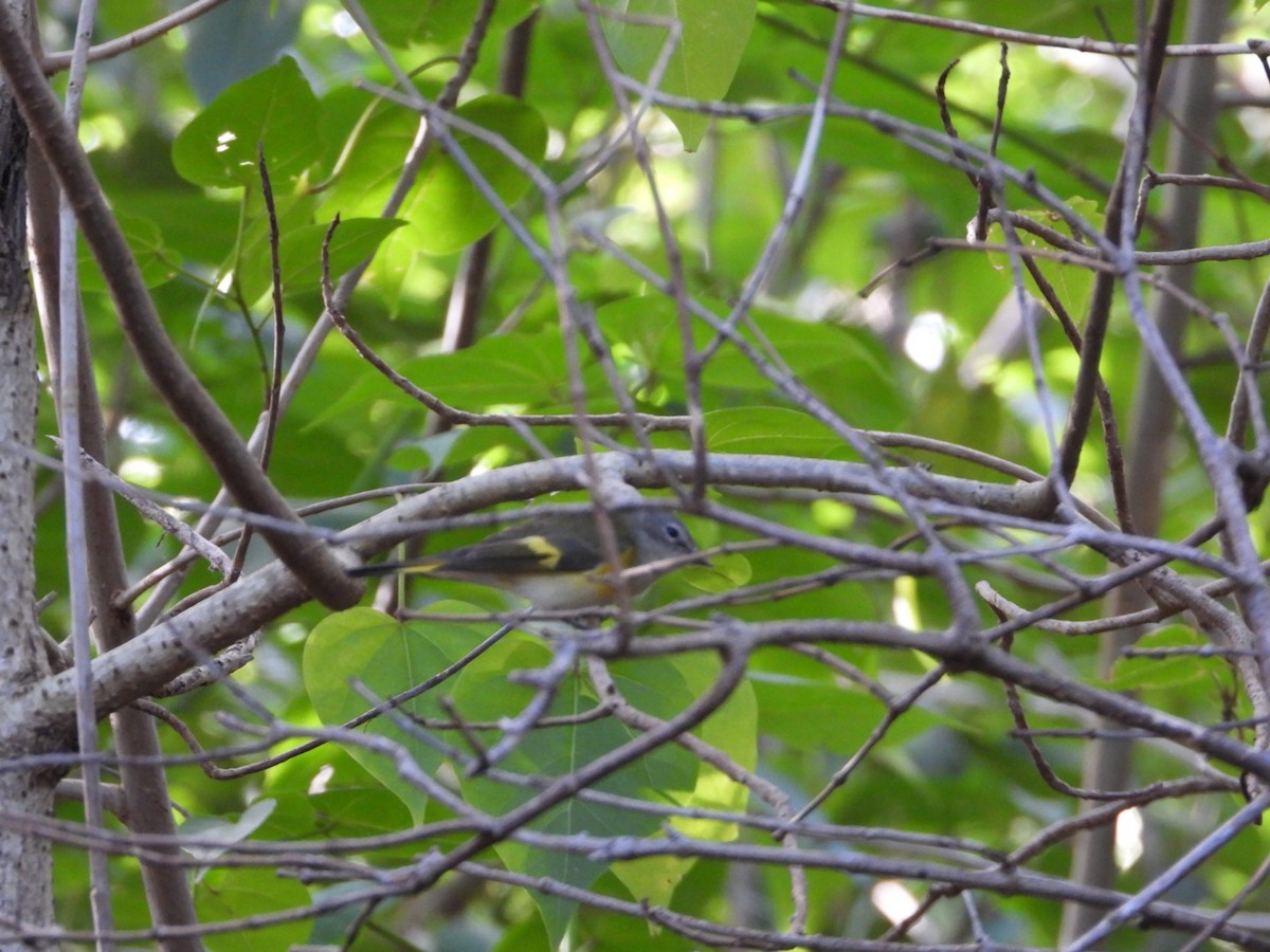 Paruline flamboyante - ML646701800