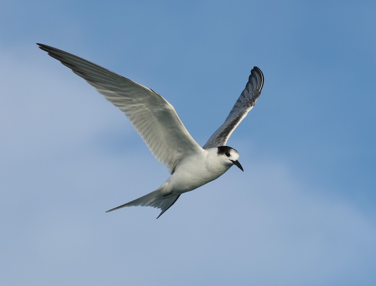 Sterne pierregarin - ML646701801