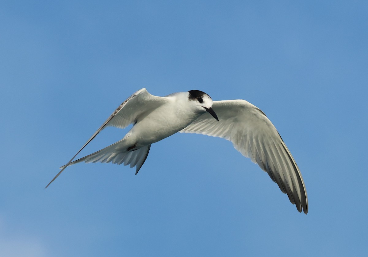 Sterne pierregarin - ML646701802