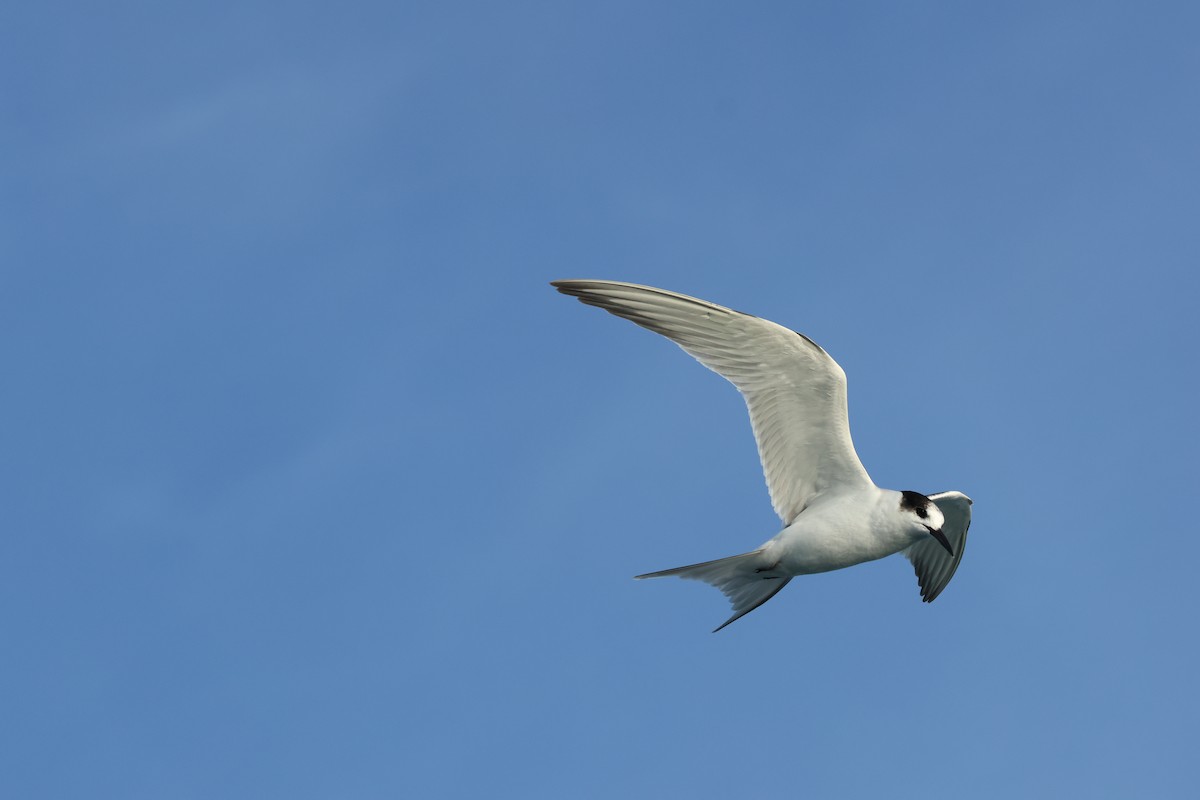 Sterne pierregarin - ML646701803