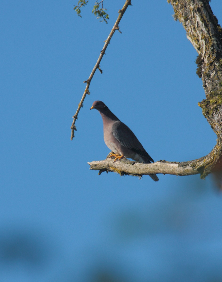 Pigeon à queue barrée - ML646701804