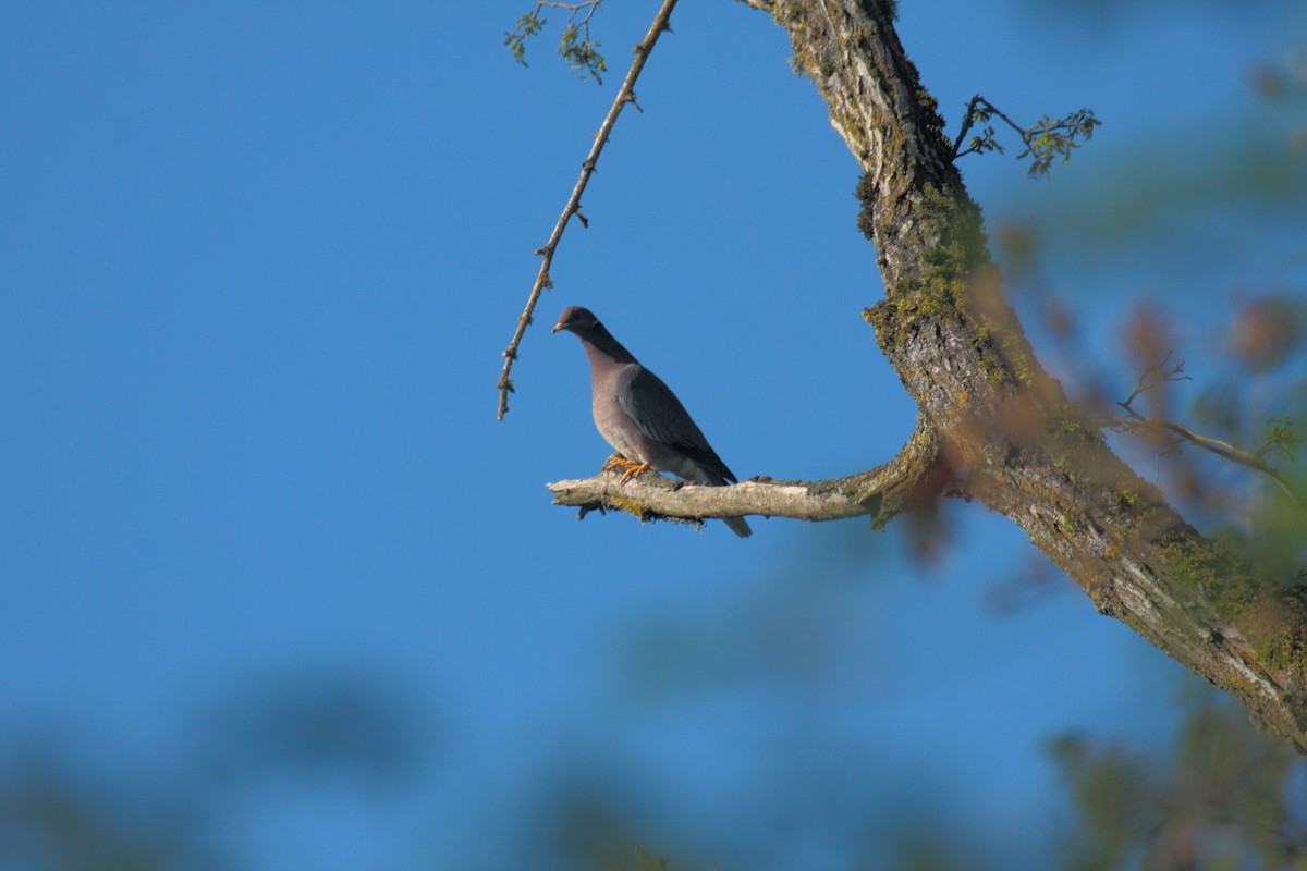 Pigeon à queue barrée - ML646701805
