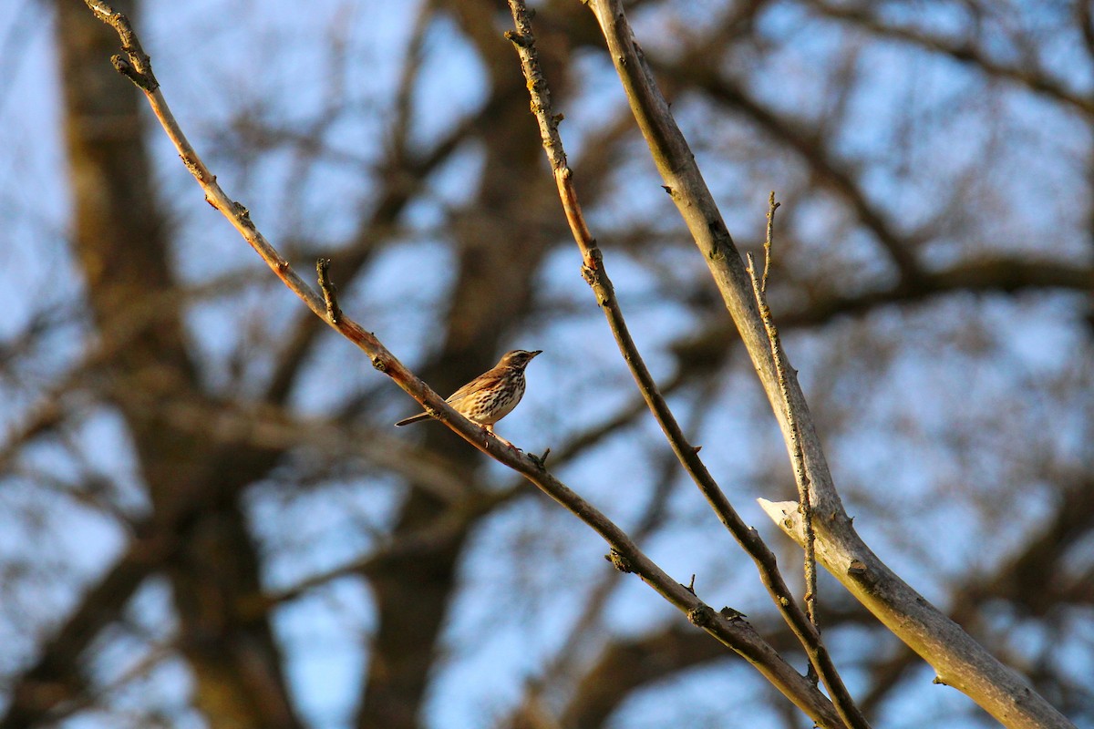 Grive mauvis - ML646701806