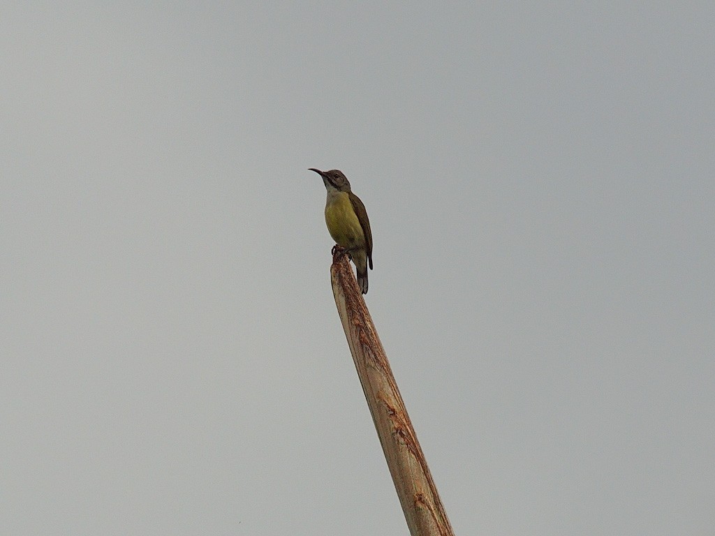 Souimanga satiné (groupe aspasioides) - ML646701810